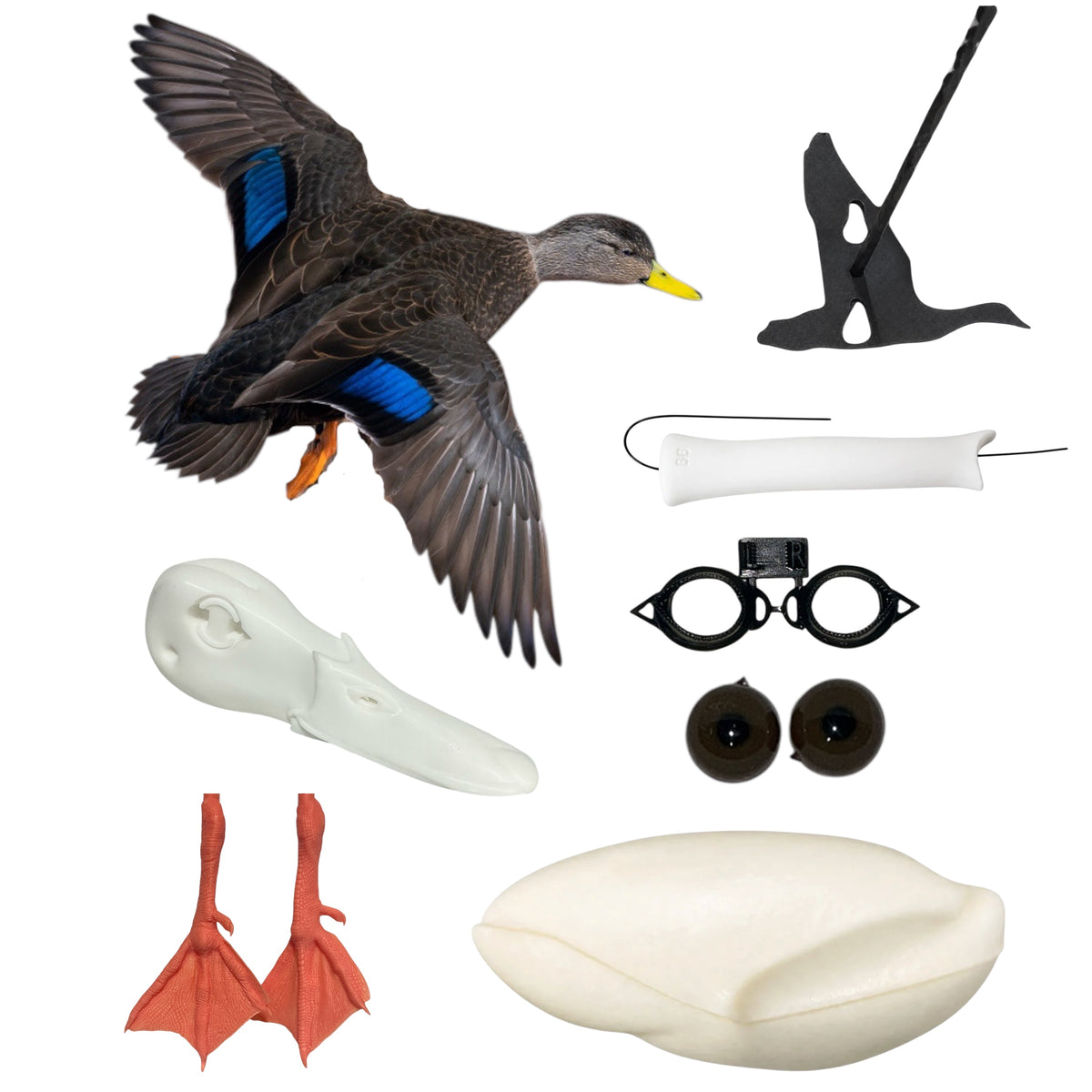 Black Duck Taxidermy Kit