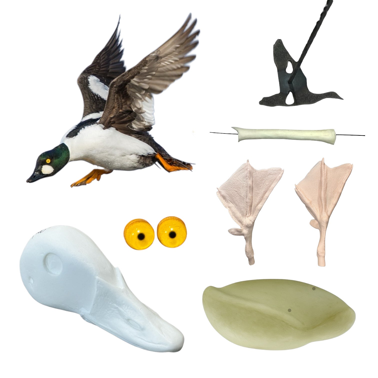 Goldeneye - Common Taxidermy Kit