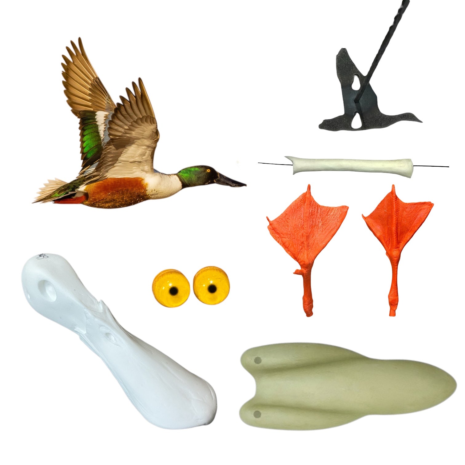 Shoveler Taxidermy Kit