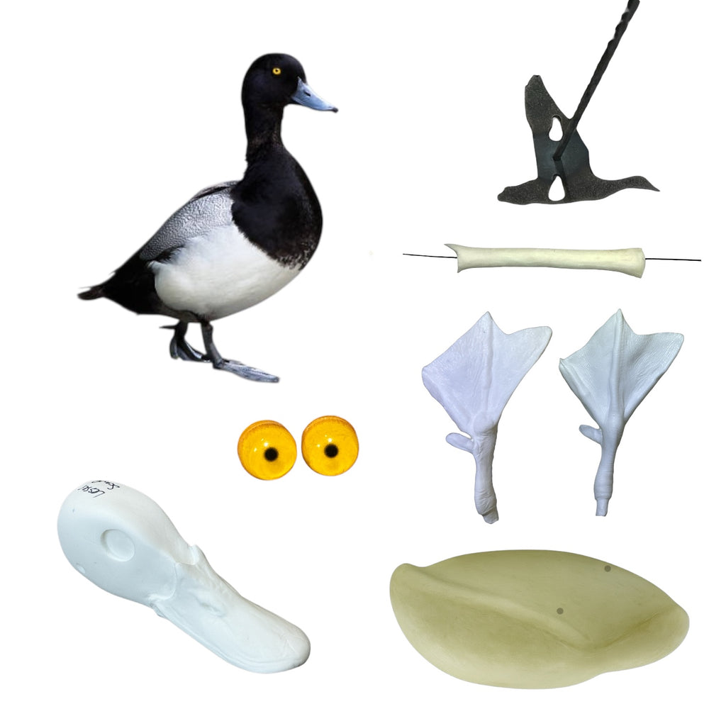 Lesser Scaup Taxidermy Kit