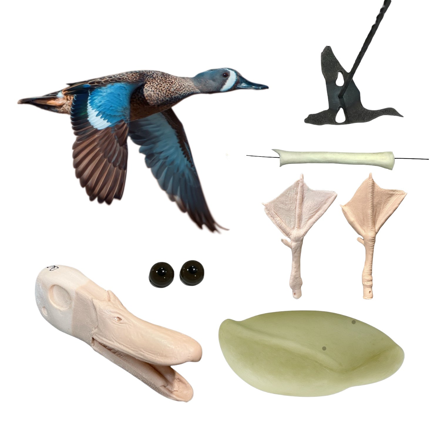 Blue Wing Teal Taxidermy Kit