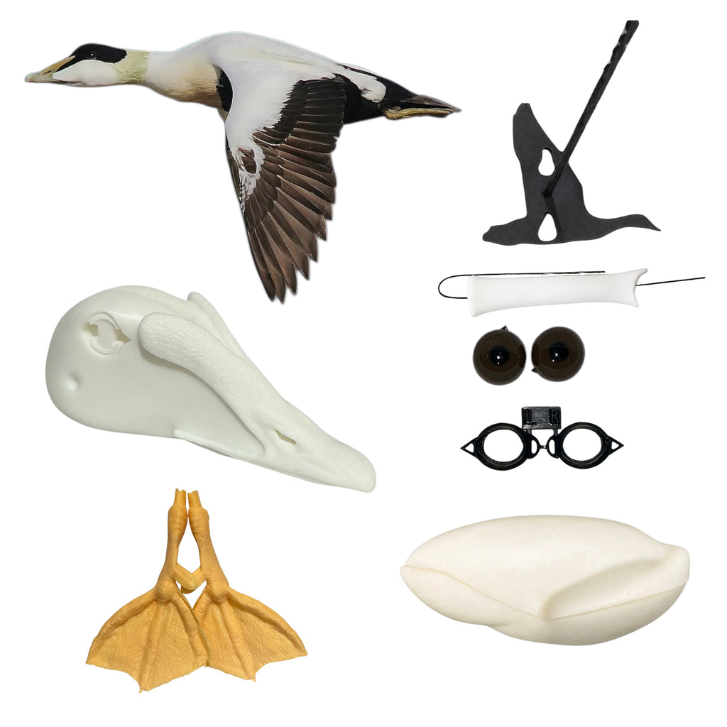 Common Eider Taxidermy Kit