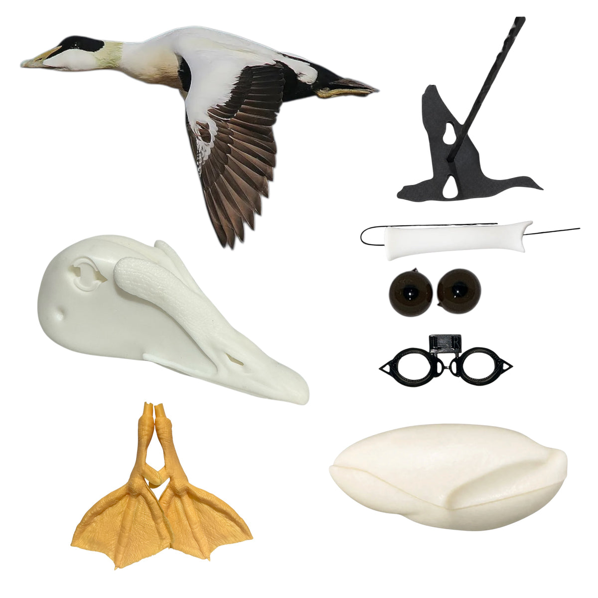 Common Eider Taxidermy Kit