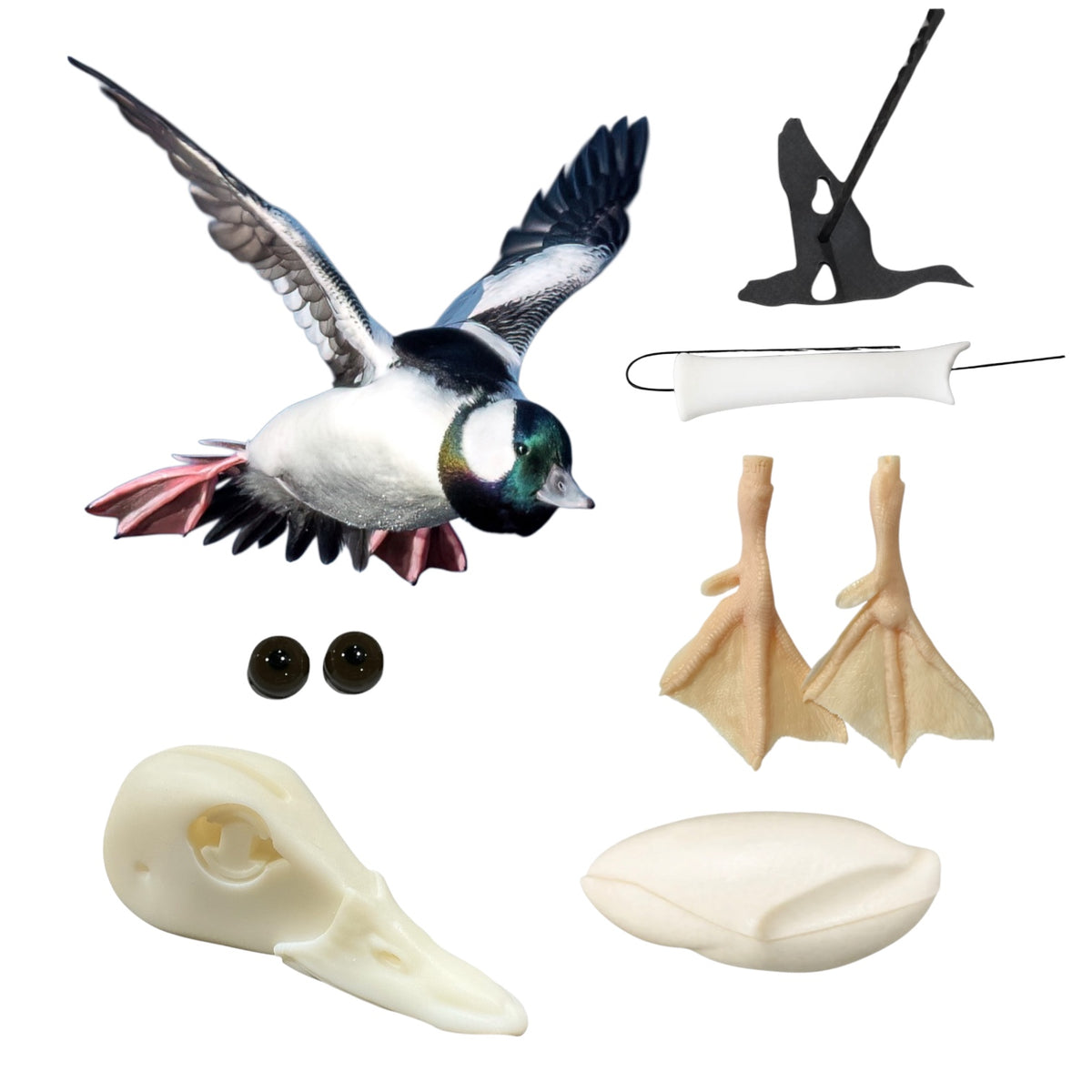 Bufflehead Taxidermy Kit
