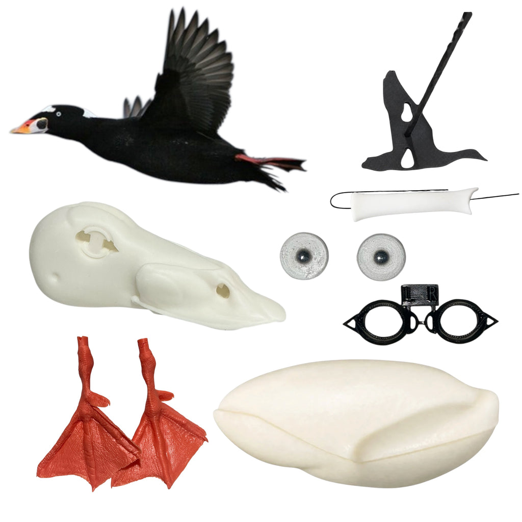 Surf Scoter Taxidermy Kit