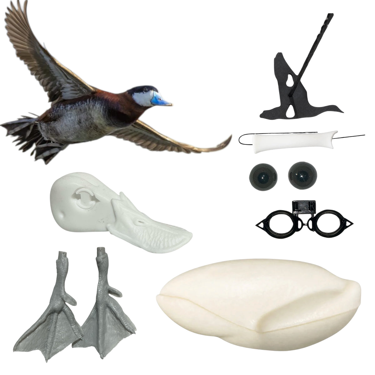 Ruddy Duck Taxidermy Kit