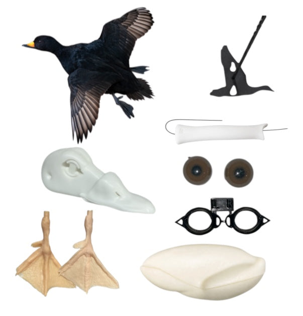 Black Scoter Taxidermy Kit