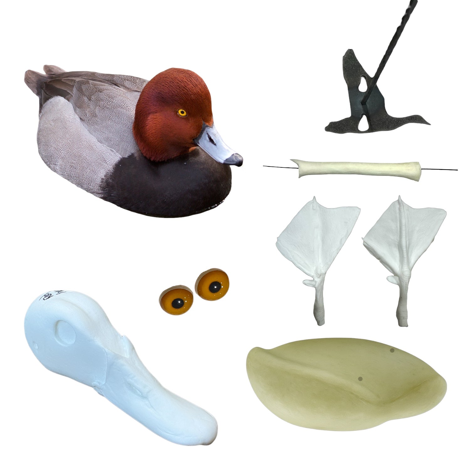 Redhead Taxidermy Kit