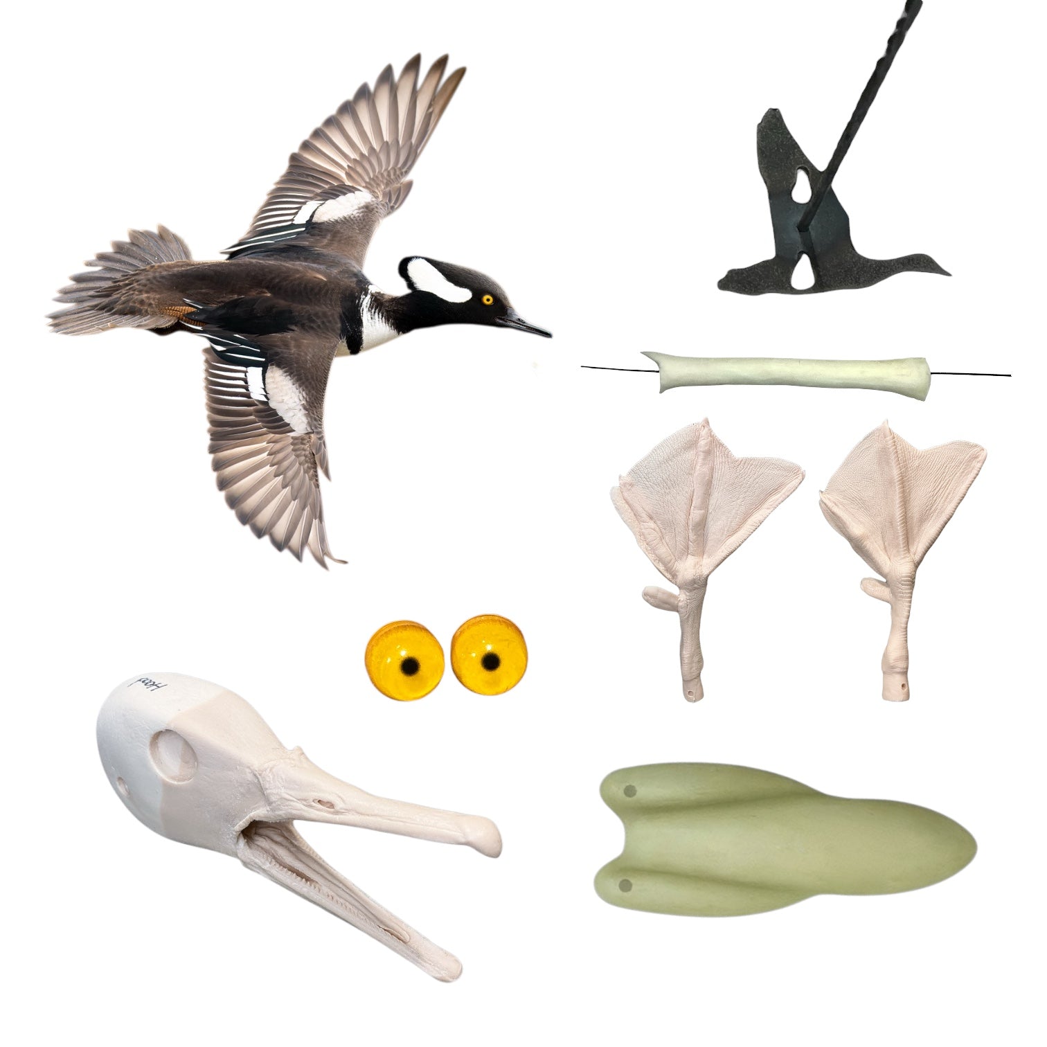 Hooded Merganser Taxidermy Kit