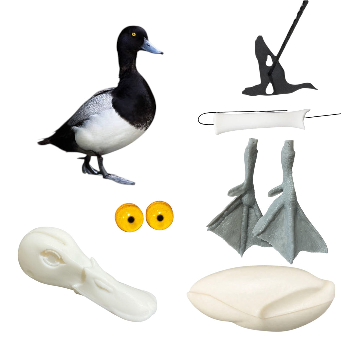 Lesser Scaup Taxidermy Kit