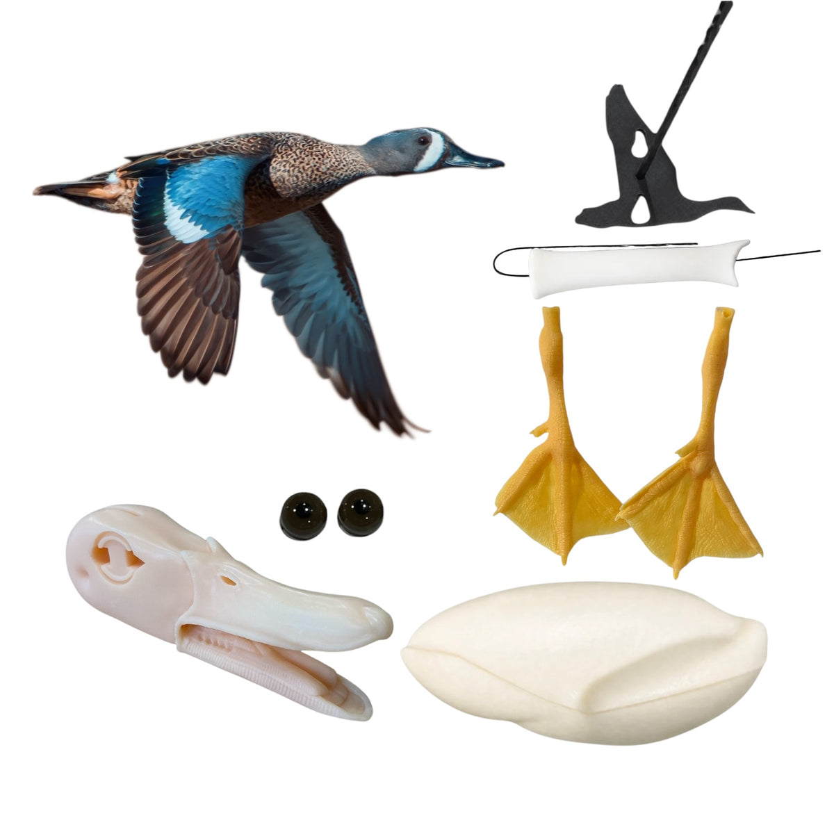 Blue Wing Teal Taxidermy Kit