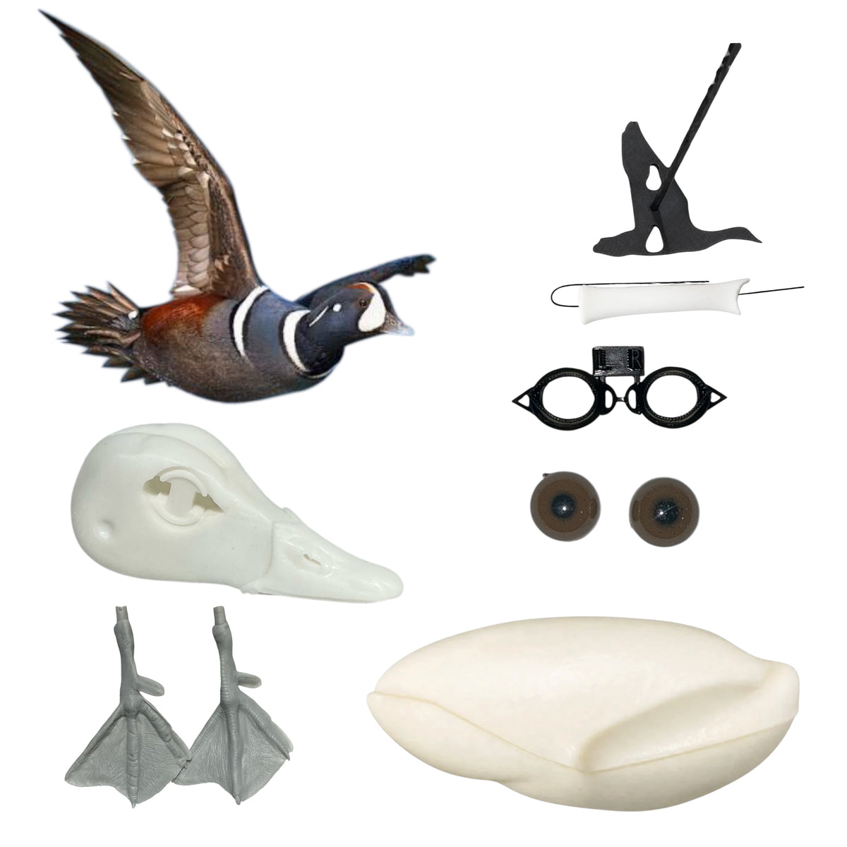 Harlequin Taxidermy Kit