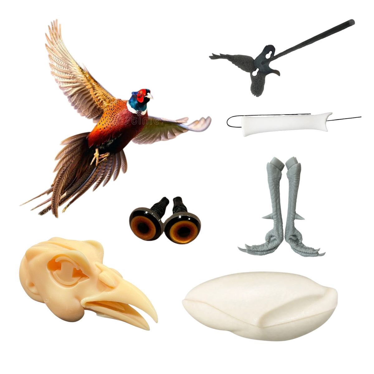 Pheasant Taxidermy Kit