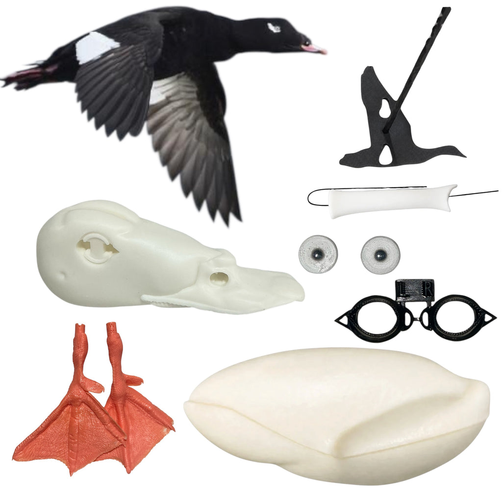 White Wing Scoter Taxidermy Kit