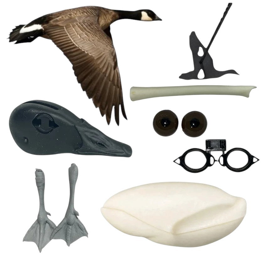 Lesser Canada Goose Taxidermy Kit