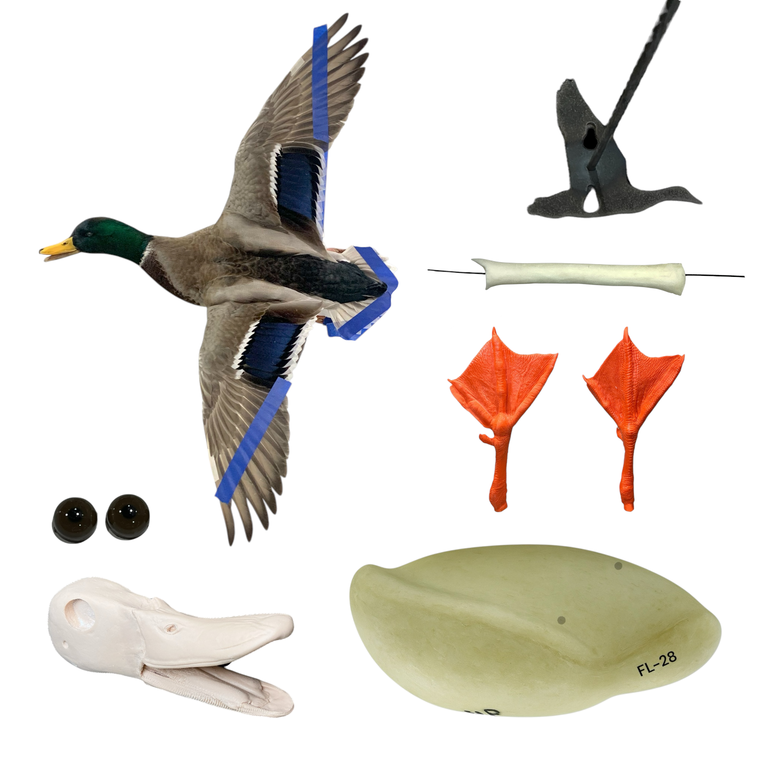 Mallard Taxidermy Kit