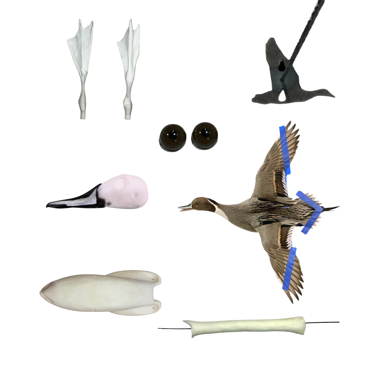 Pintail Taxidermy Kit