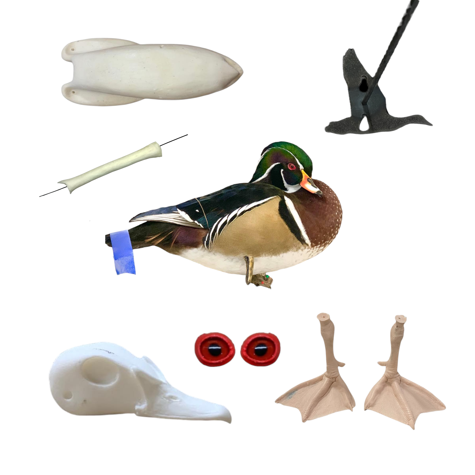 Wood Duck Taxidermy Kit