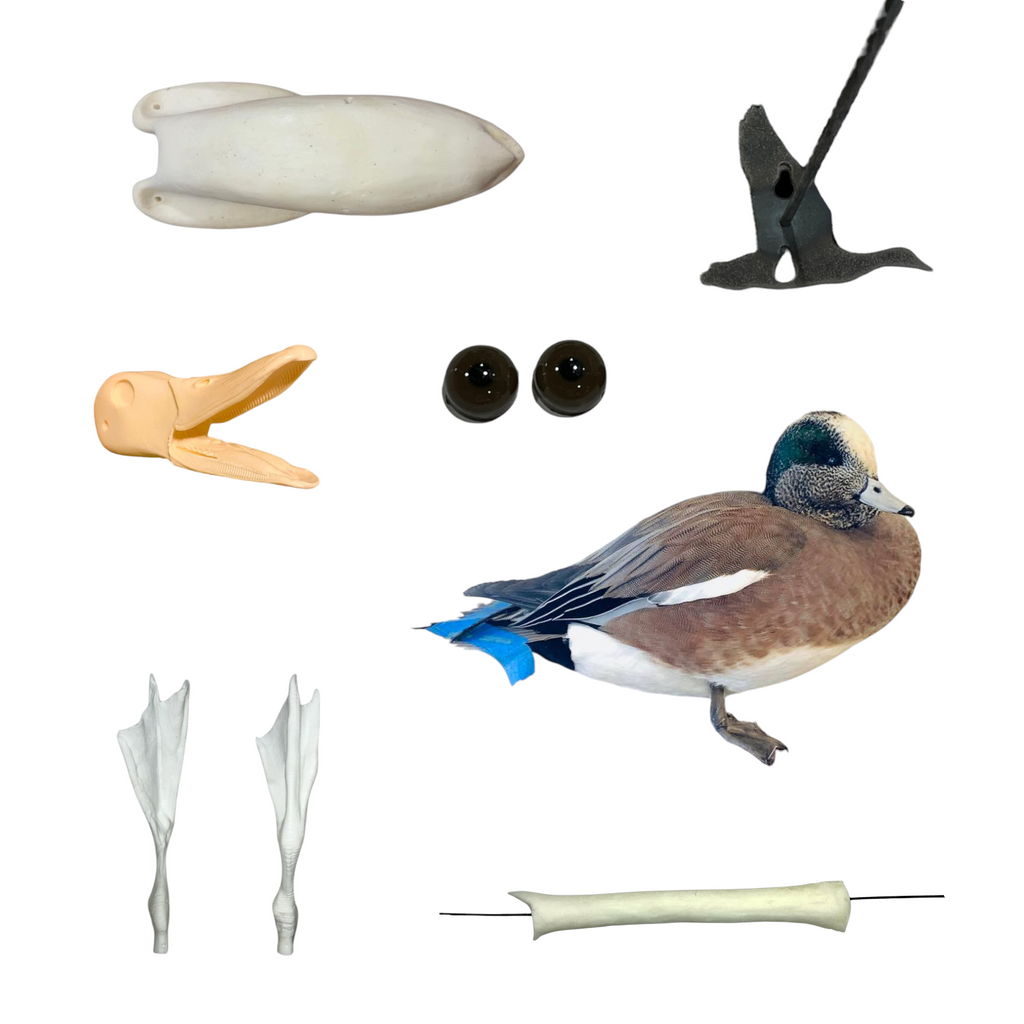 Wigeon Taxidermy Kit