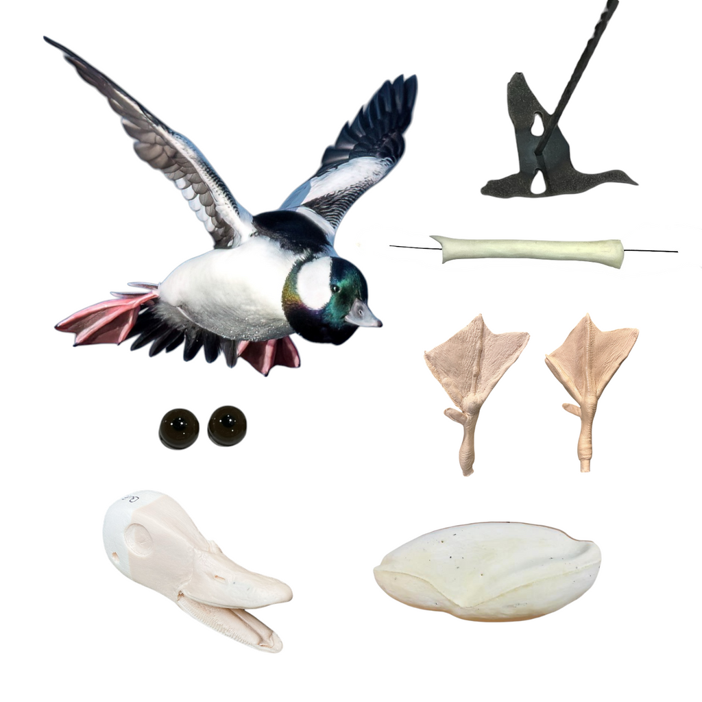 Bufflehead Taxidermy Kit