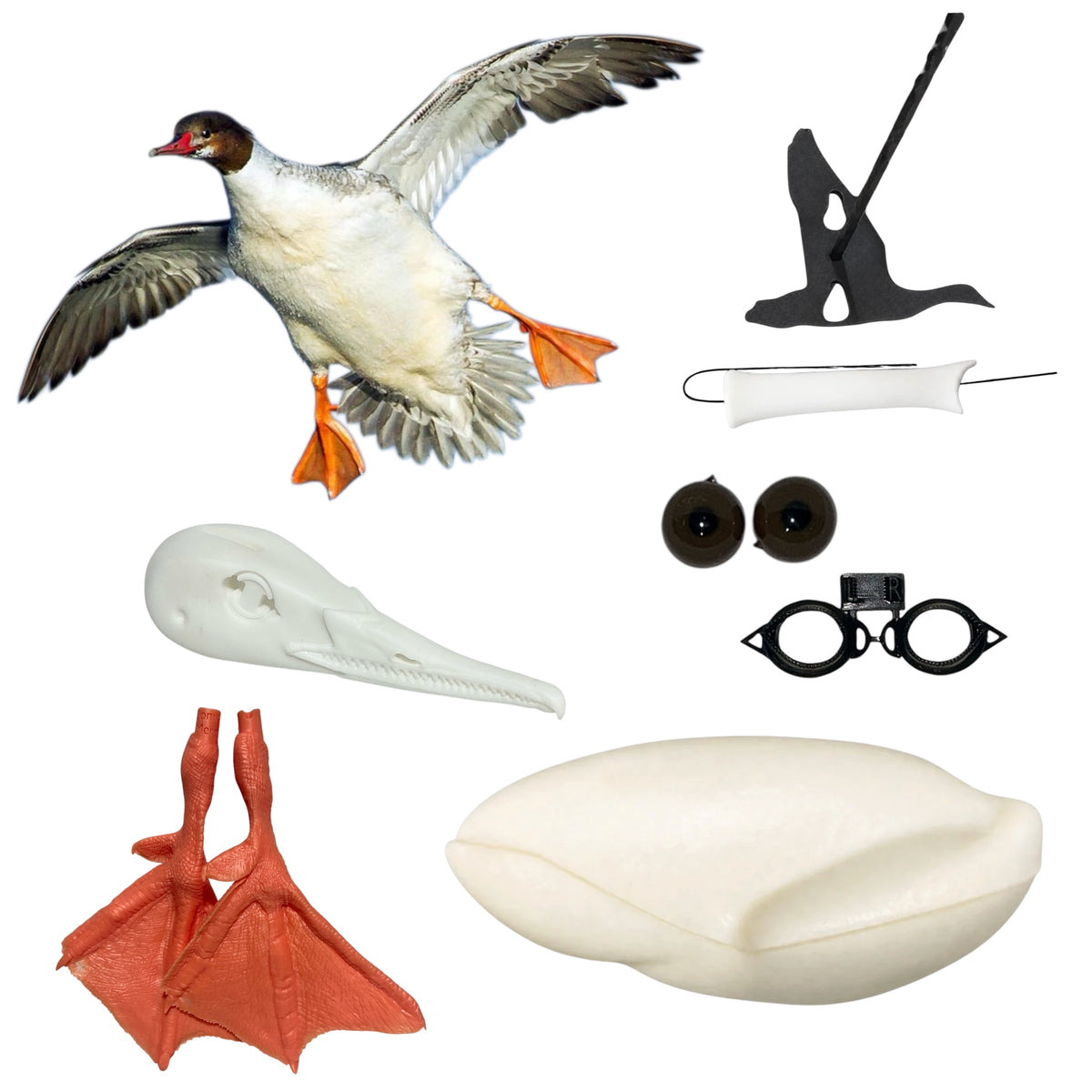 Common Merganser Taxidermy Kit