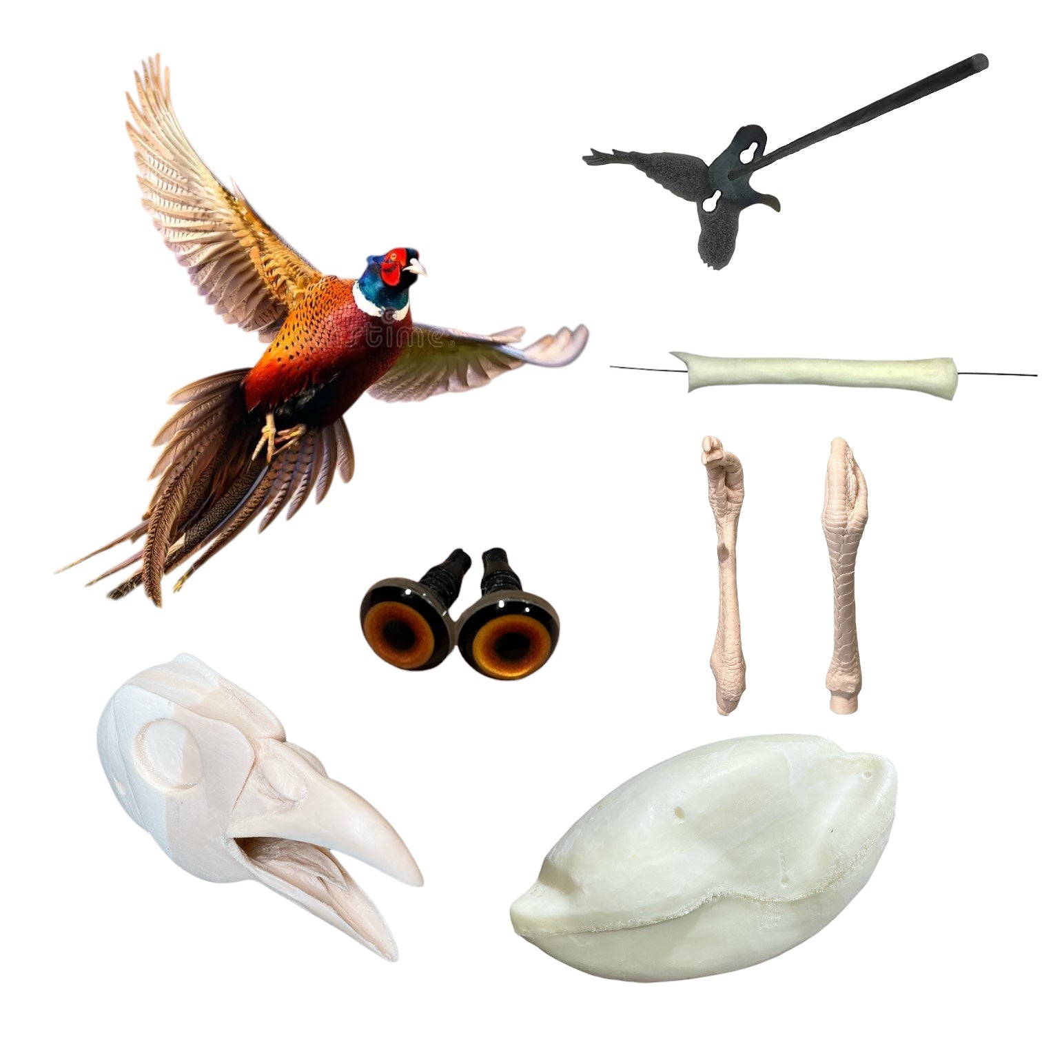 Pheasant Taxidermy Kit