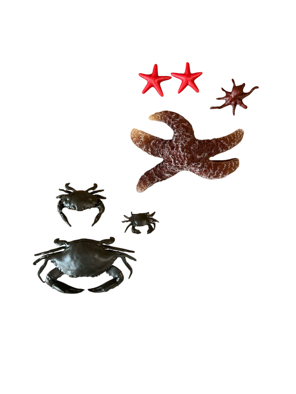 Marine Habitat: Seaweed, Shells, Starfish