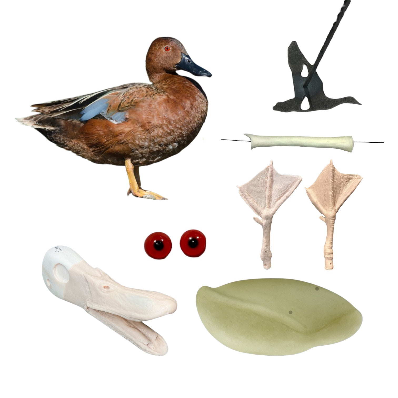 Cinnamon Teal Taxidermy Kit