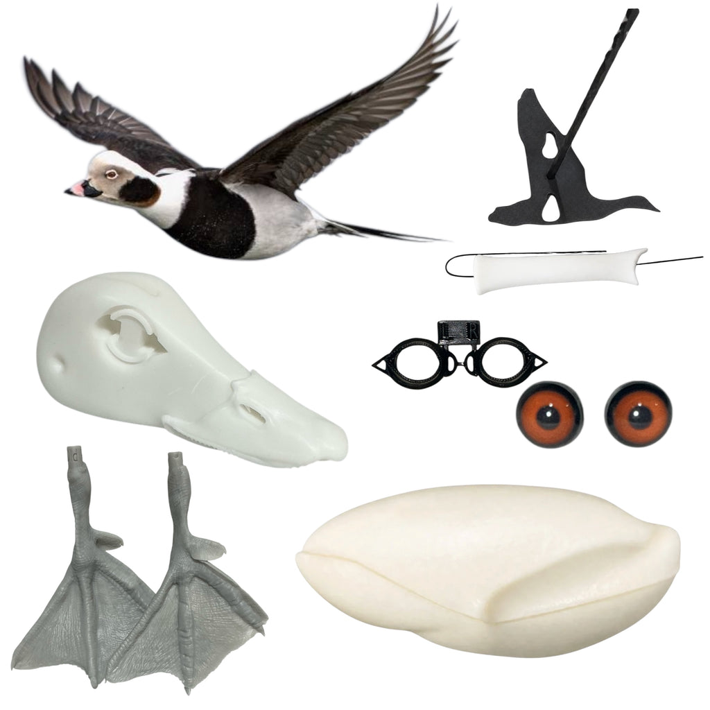 Old Squaw Taxidermy Kit