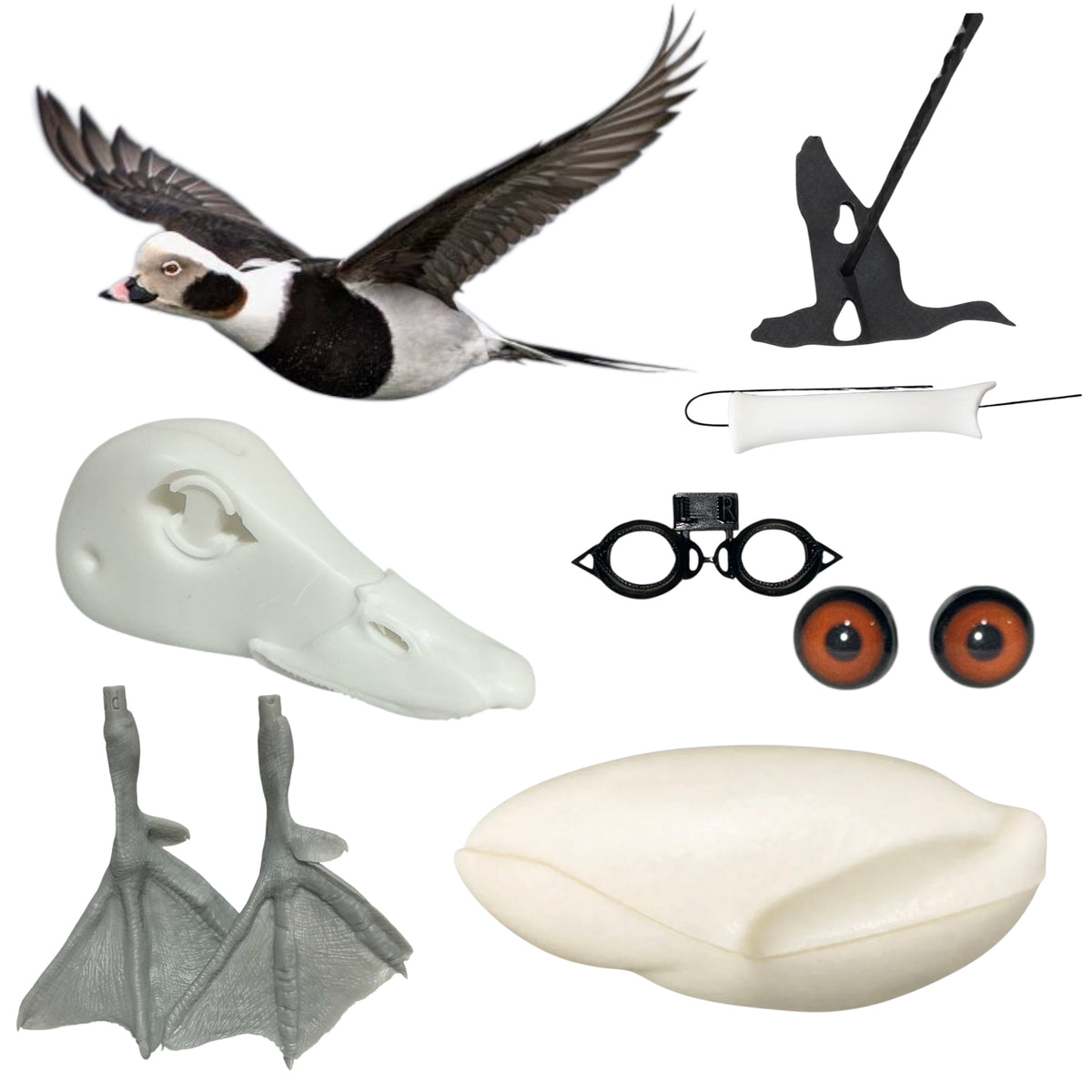 Old Squaw Taxidermy Kit