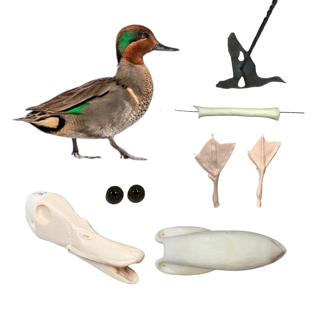 Green Wing Teal Taxidermy Kit