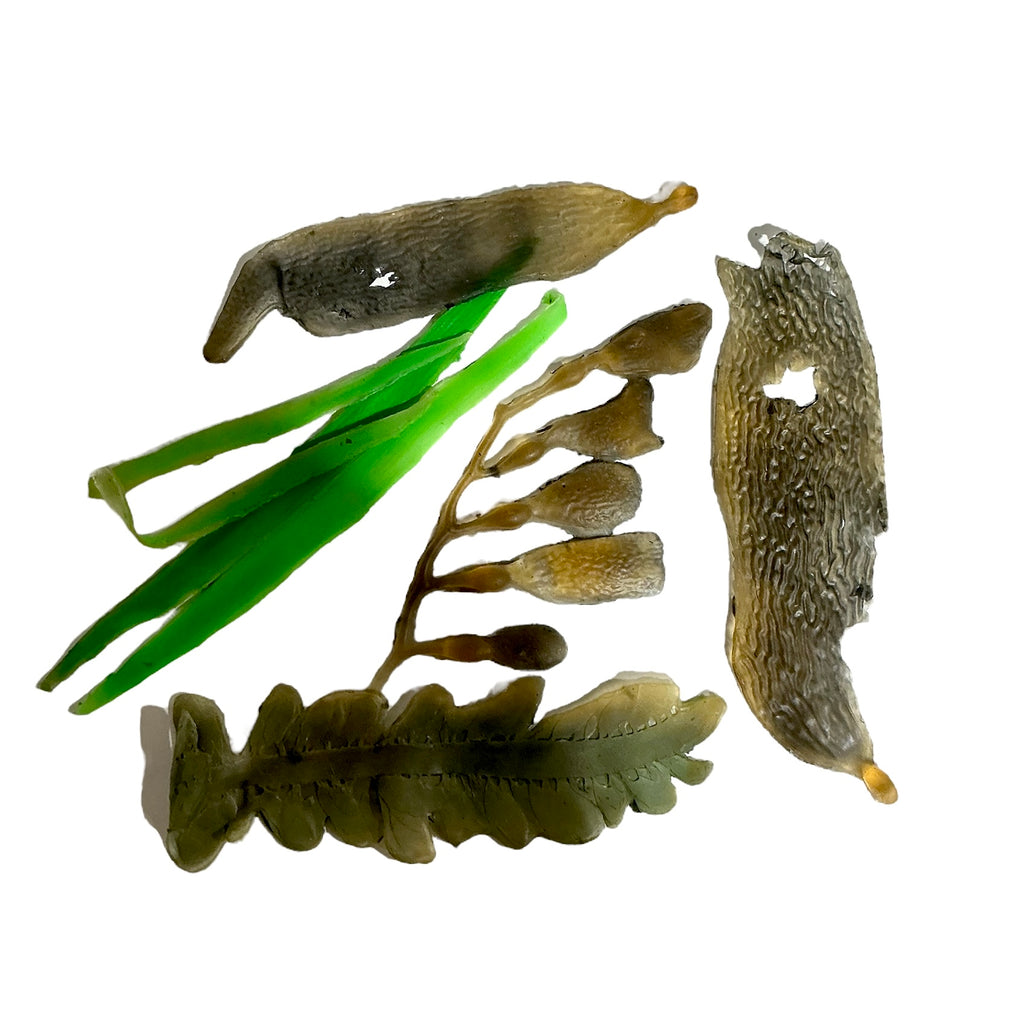 Marine Habitat: Seaweed, Shells, Starfish