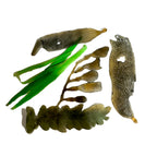 Marine Habitat: Seaweed, Shells, Starfish