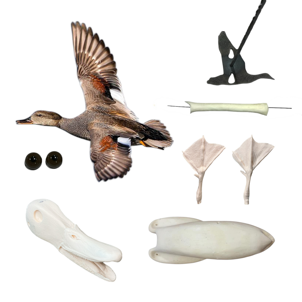 Gadwall Taxidermy Kit