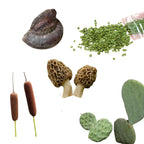 Habitat: Plants and Fungi