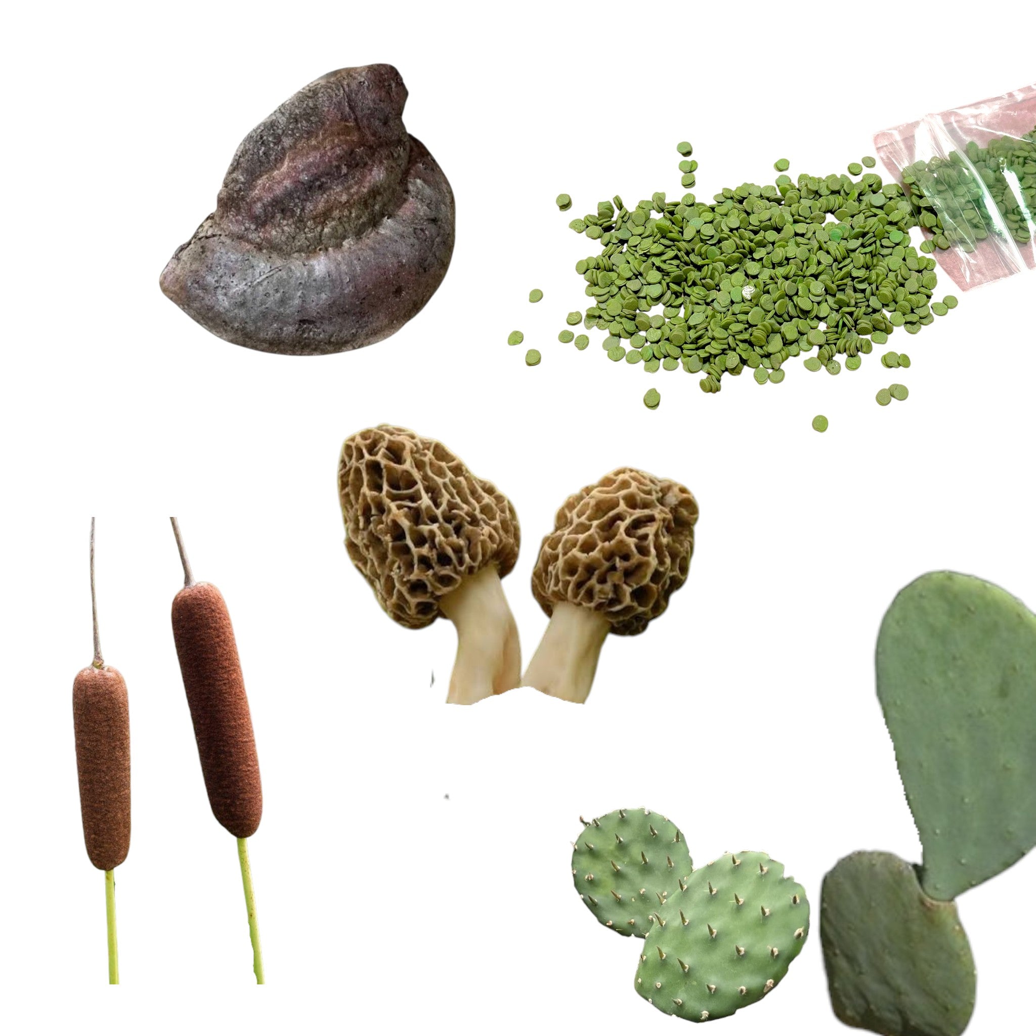 Habitat: Plants and Fungi
