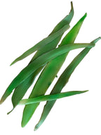 Marine Habitat: Seaweed, Shells, Starfish