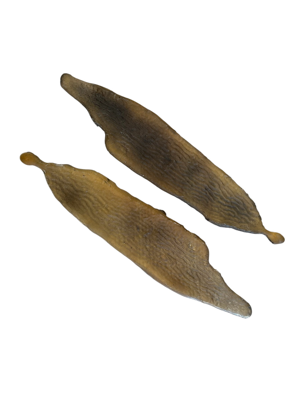 Marine Habitat: Seaweed, Shells, Starfish