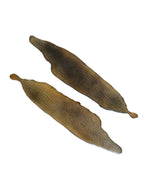 Marine Habitat: Seaweed, Shells, Starfish