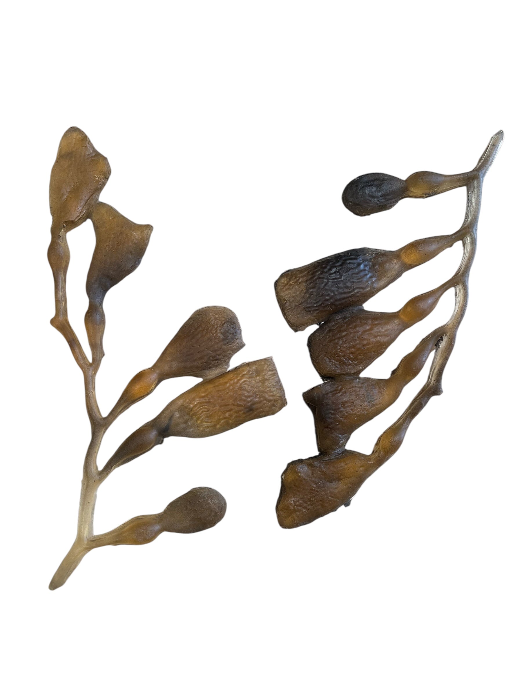 Marine Habitat: Seaweed, Shells, Starfish