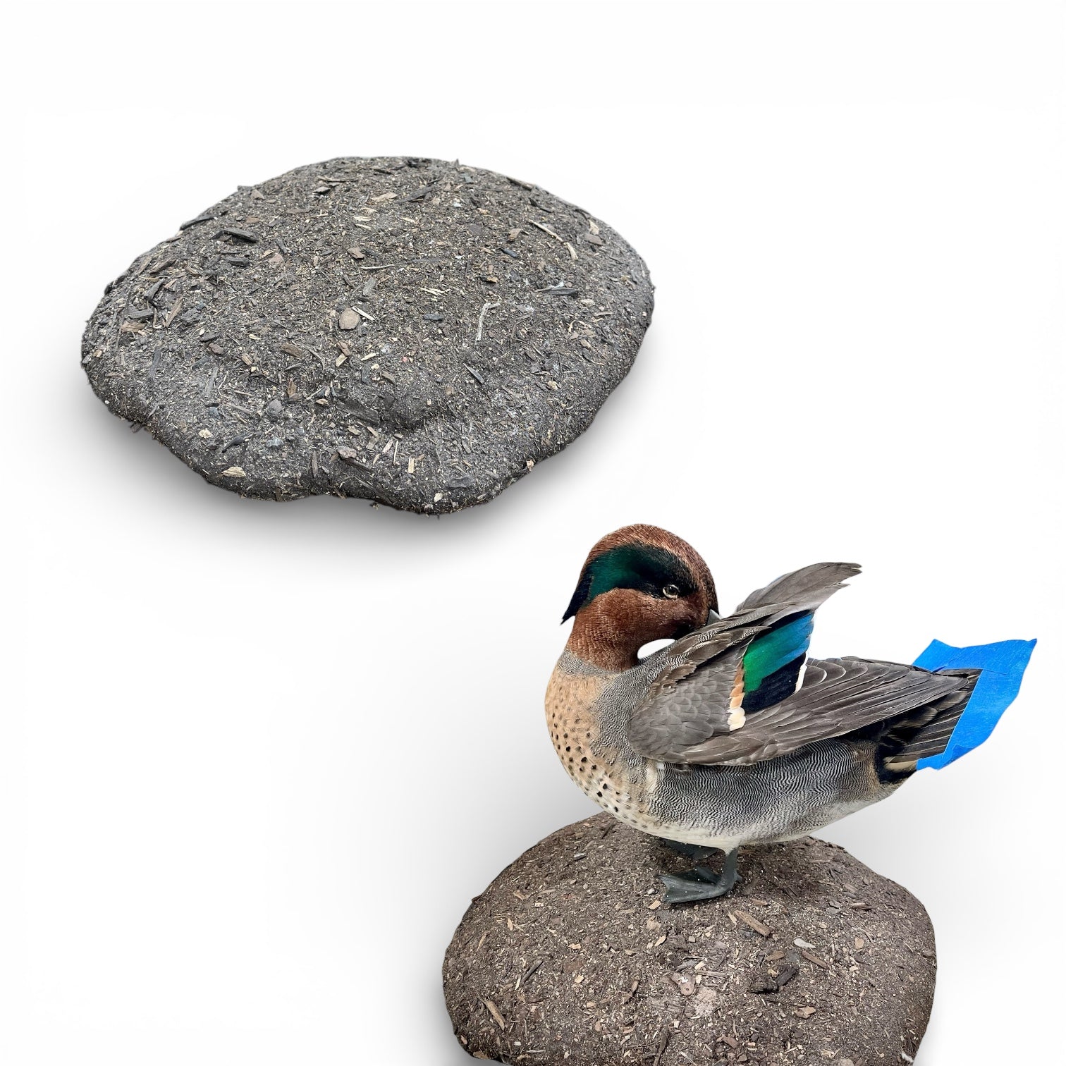 Blue Wing Teal Taxidermy Kit
