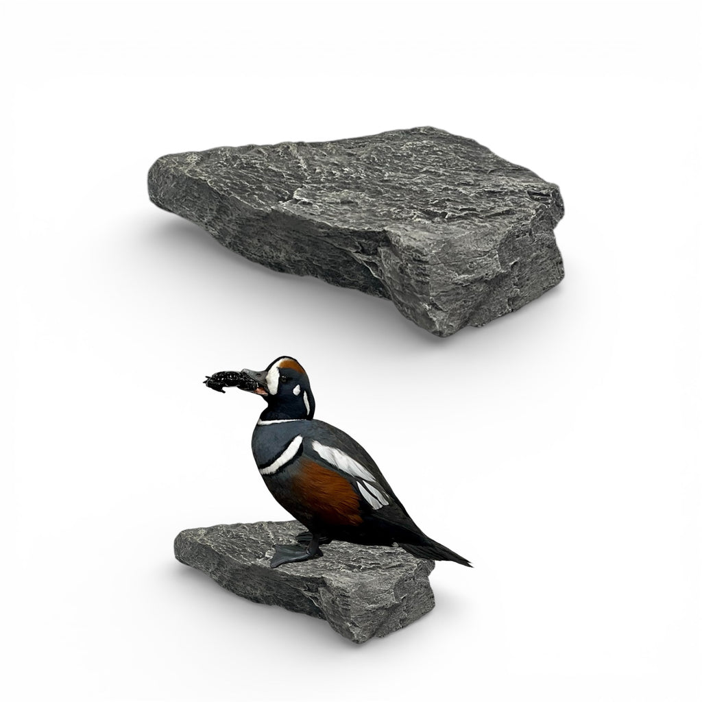 Bufflehead Taxidermy Kit