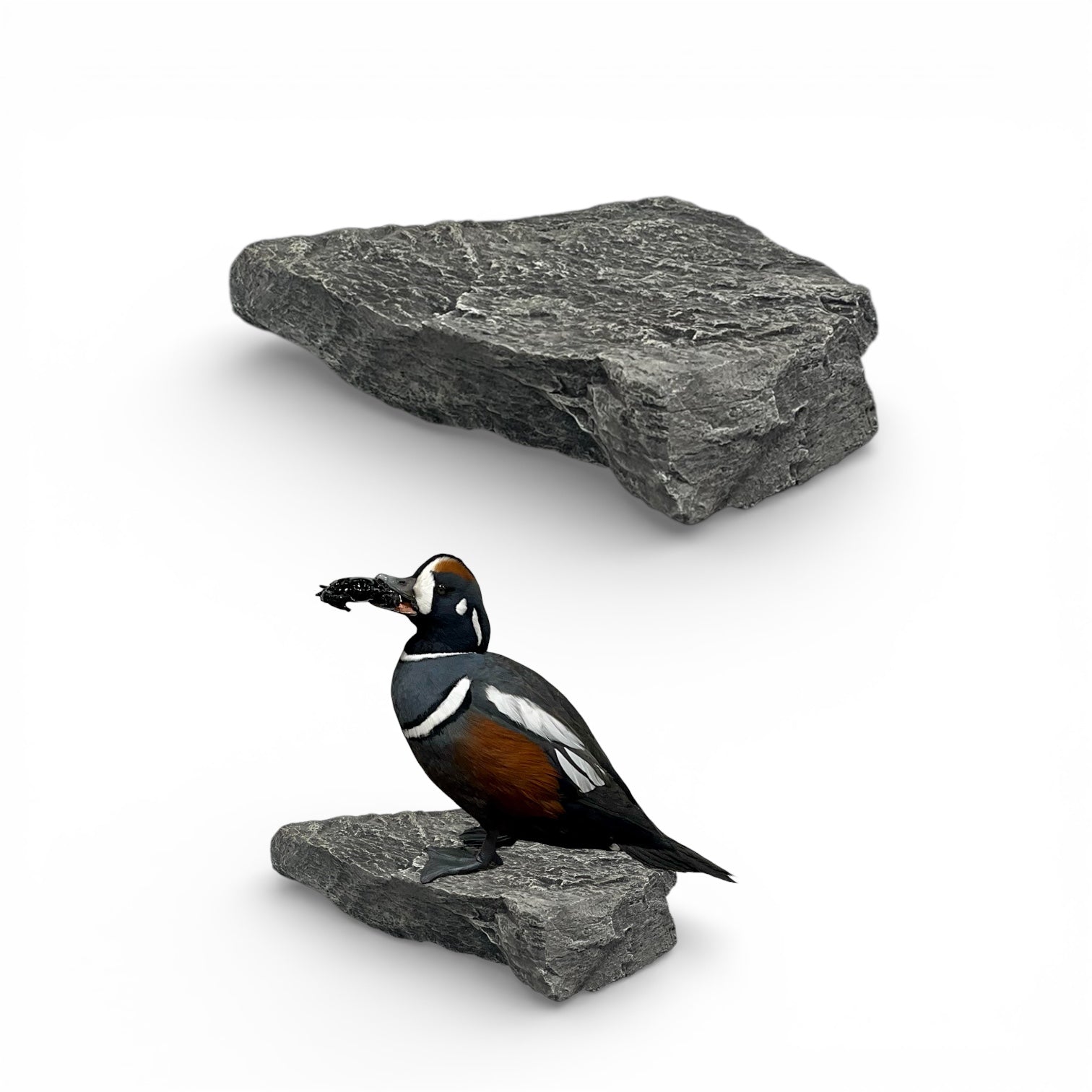 Blue Wing Teal Taxidermy Kit