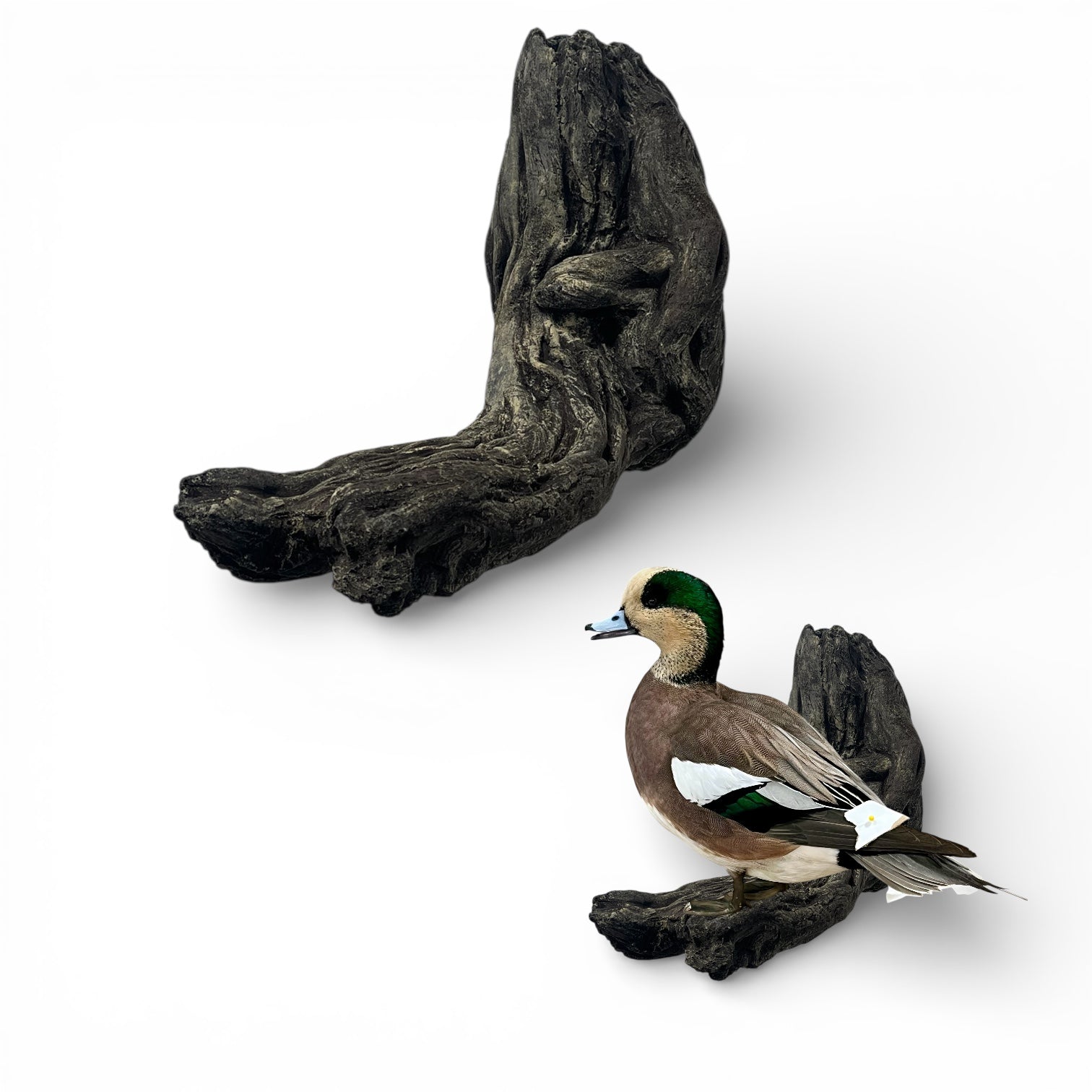 Blue Wing Teal Taxidermy Kit