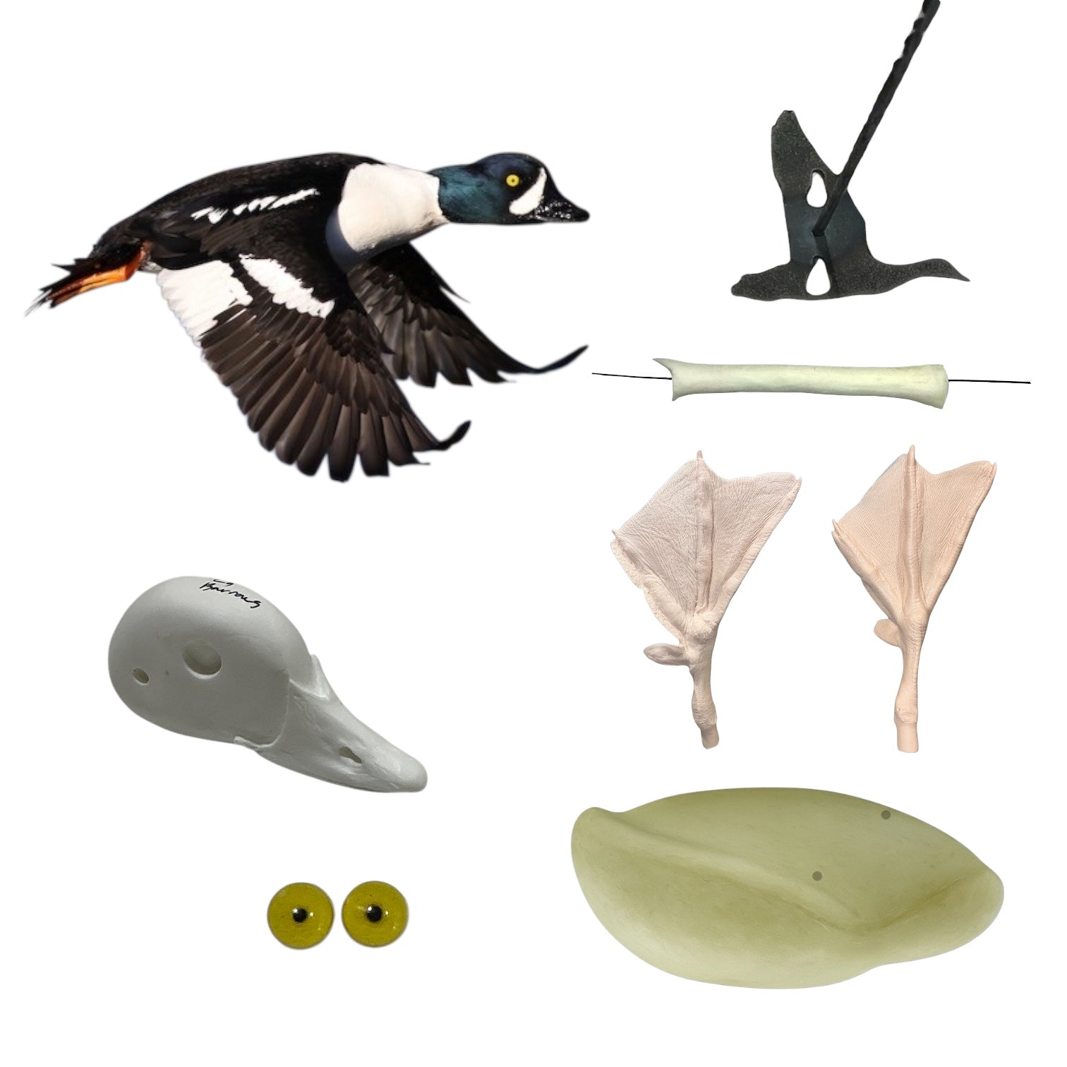 Barrows Goldeneye Taxidermy Kit