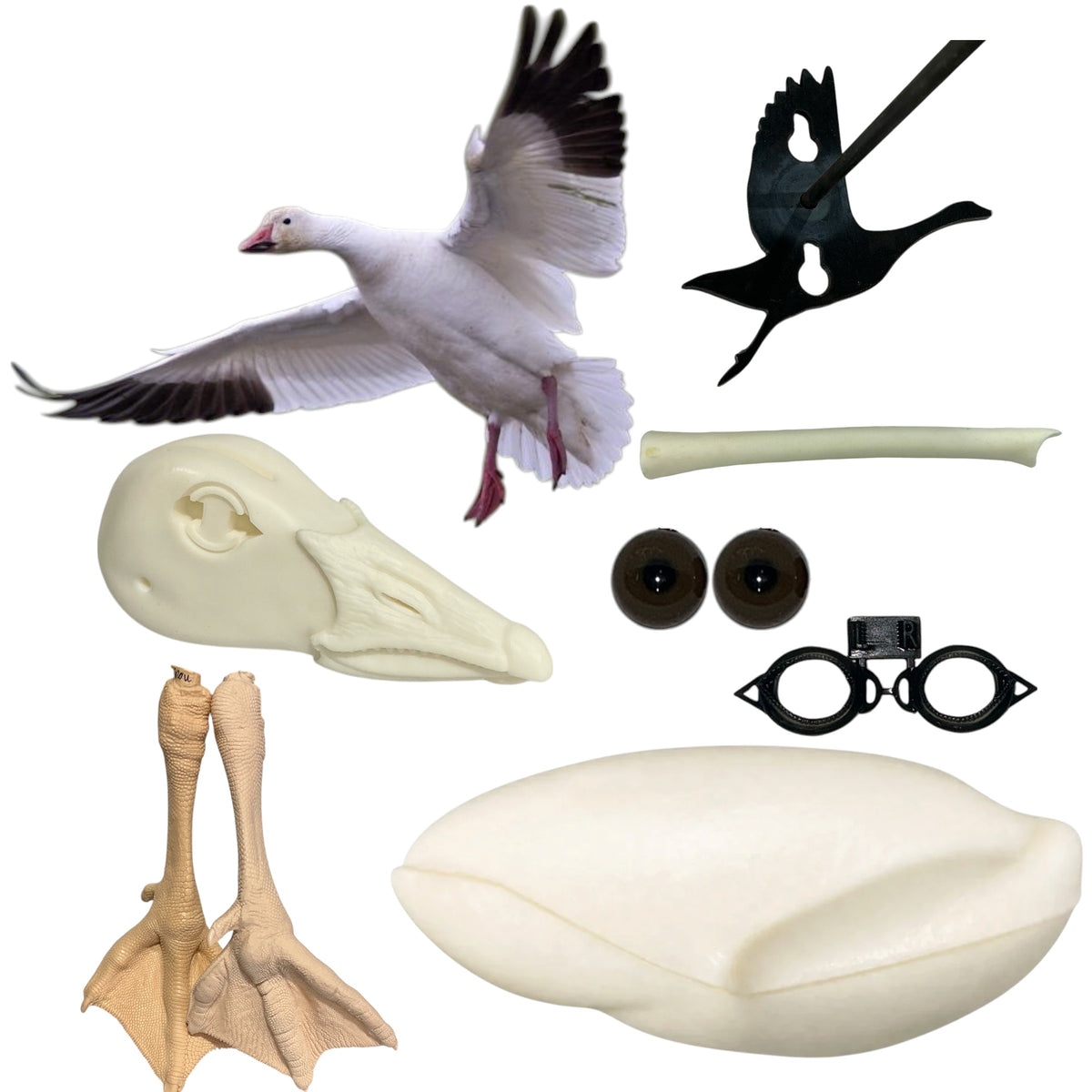 Snow Goose Taxidermy Kit