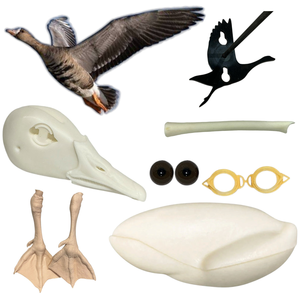 Specklebelly Goose Taxidermy Kit