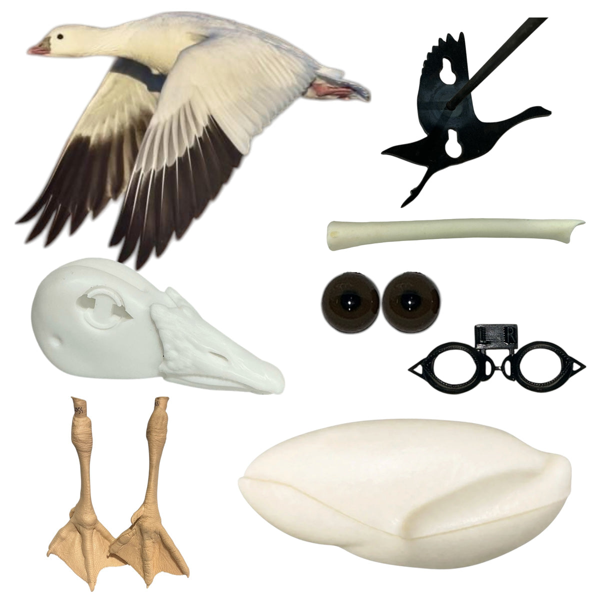Ross Goose Taxidermy Kit