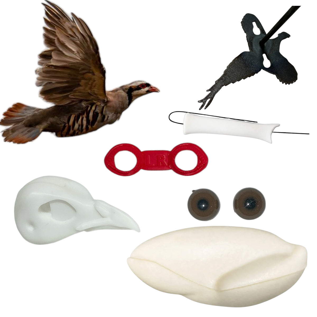 Chukar Taxidermy Kit