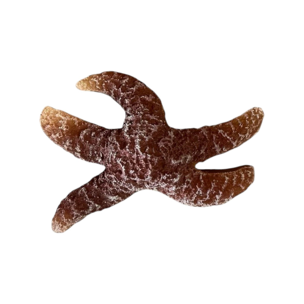 Crawfish, Crabs, Starfish, Octopus